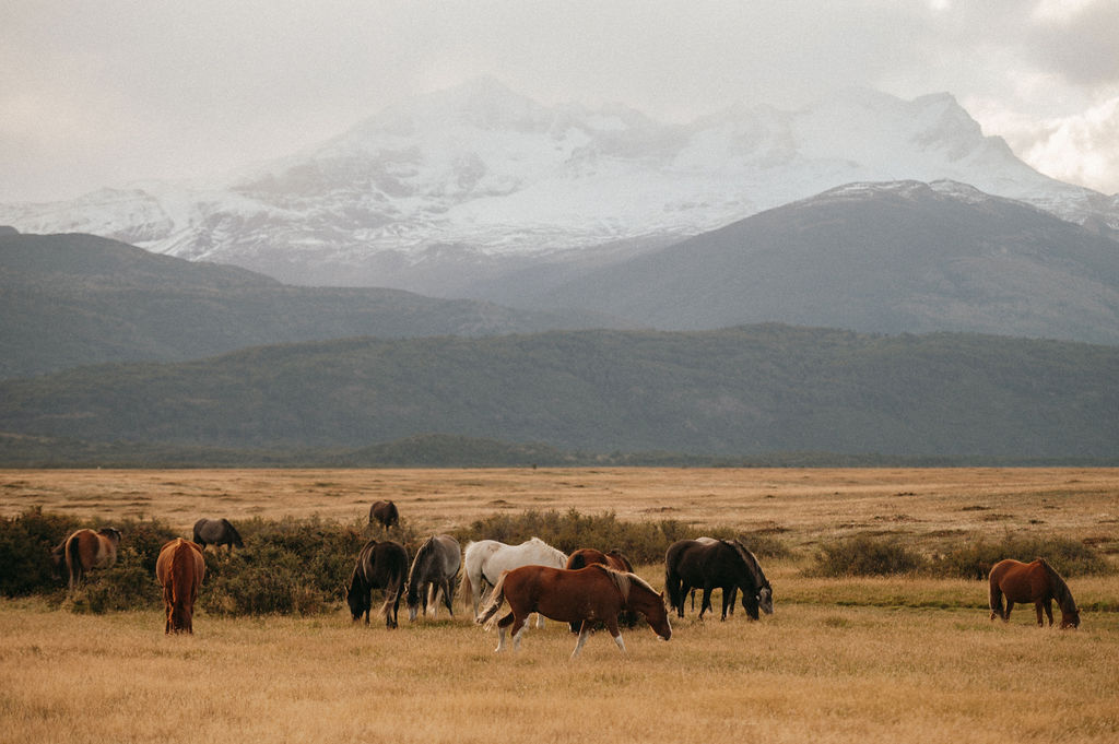 Wild horses grazing in a Patagonia field.